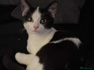 Mixed Breed cats 6 month old male - Advert 18
