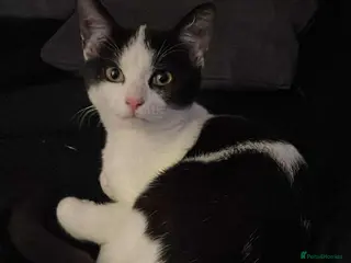 Mixed Breed cats 6 month old male - Advert 6