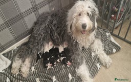 Old English Sheepdog dogs for sale: Old english sheepdog  - Image 6