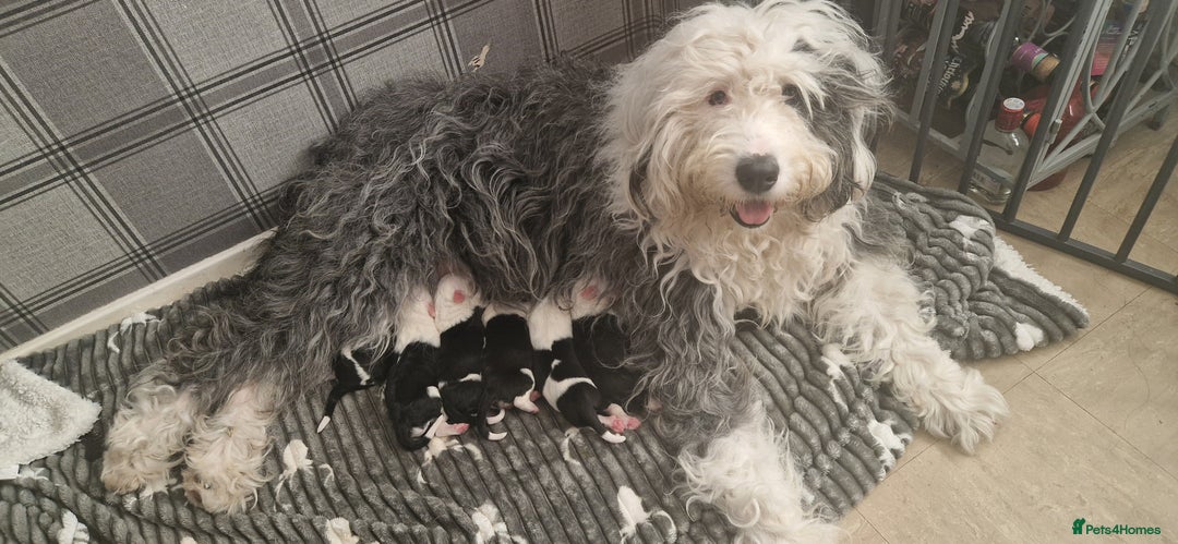 Old English Sheepdog dogs for sale: Old english sheepdog  - Image 6