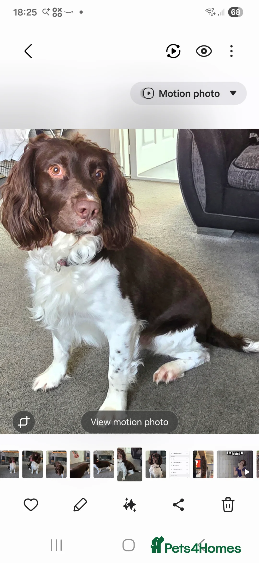 English Springer Spaniel dogs for stud: Enhanced pedigree English Springer Spaniel  in Sittingbourne - Advert 1