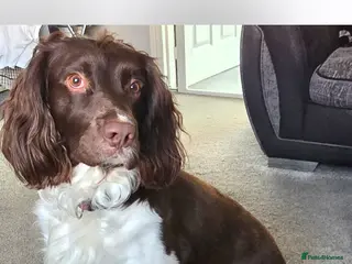 English Springer Spaniel dogs Enhanced pedigree English Springer Spaniel - Advert 1