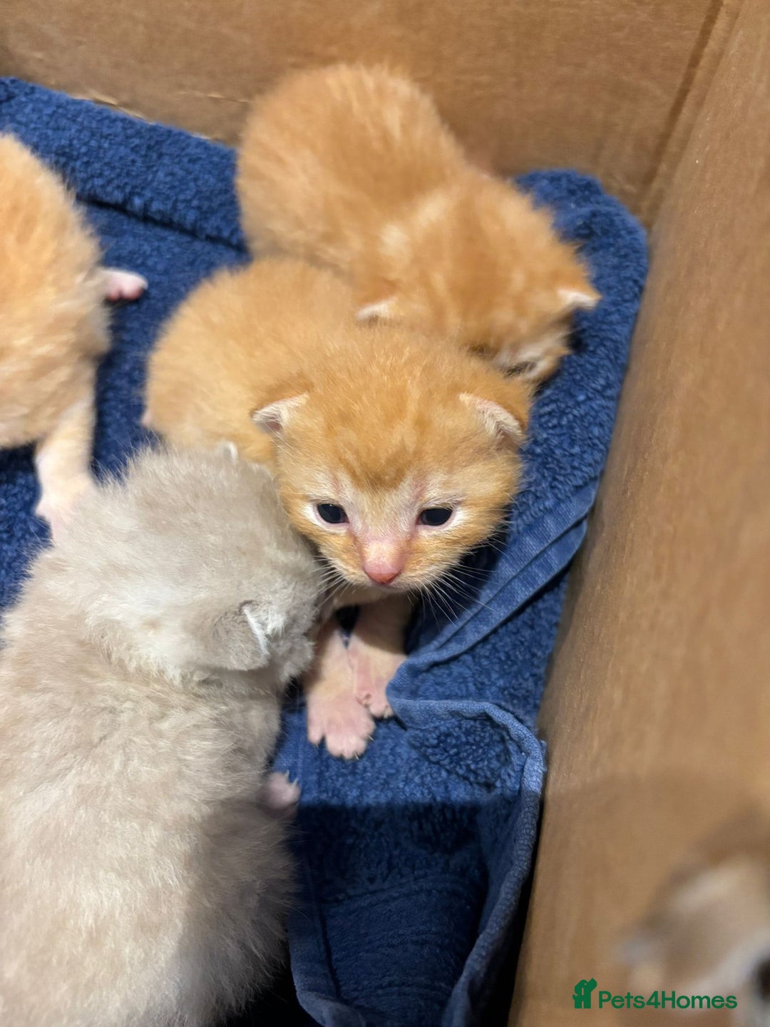 Scottish Fold cats for sale: Scottish Fold kittens for sale - Image 6