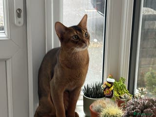 Abyssinian cats Rudy boy for stud - Advert 3