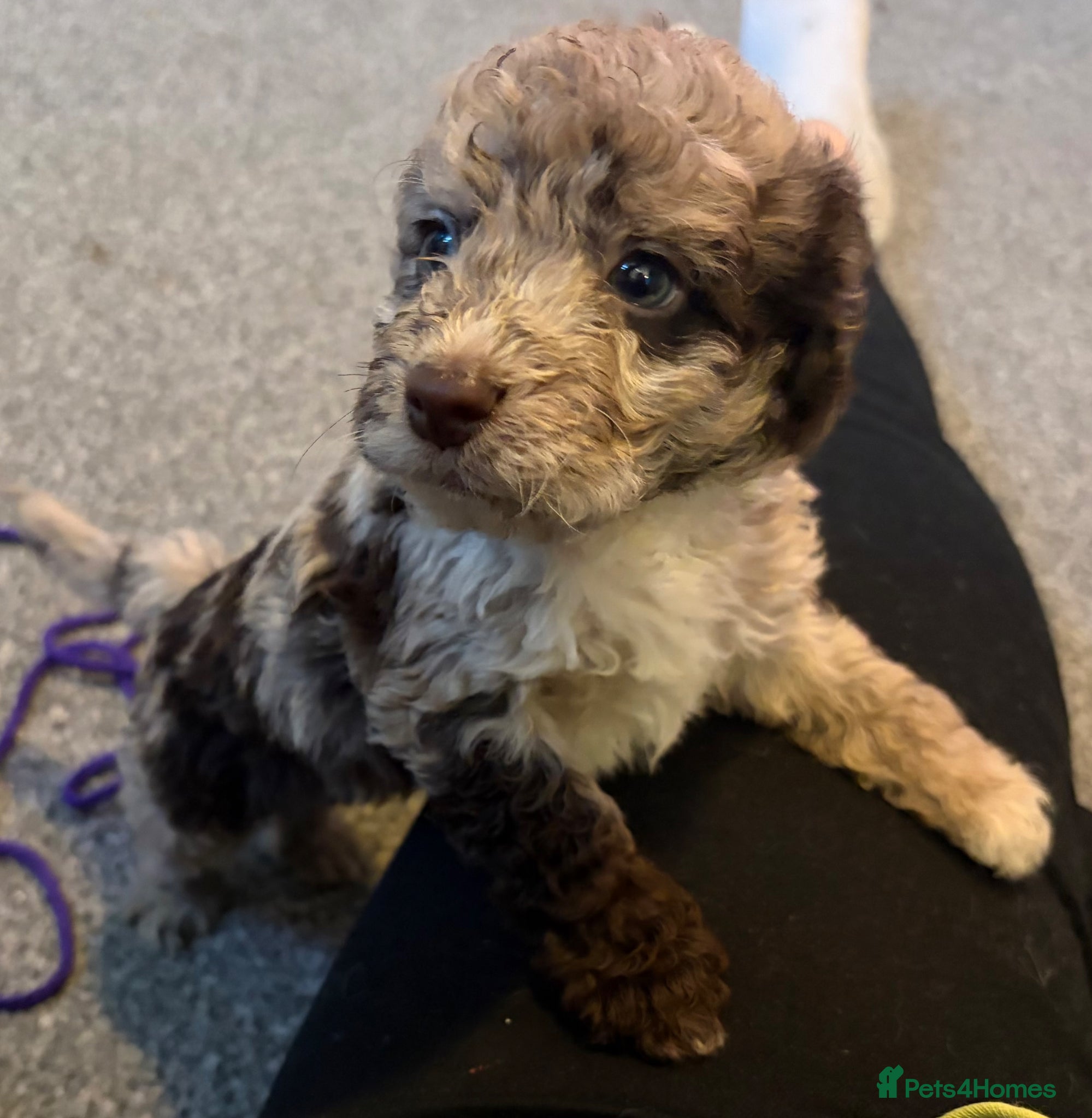 Cockapoo dogs Stunning cockapoos✨ with unique range of colours  - Advert 1