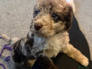 Cockapoo dogs Stunning cockapoos✨ with unique range of colours - Advert 2