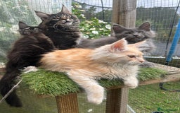 Maine Coon cats for sale: 🔥 TICA Maine coon kittens 🔥  READY NOW 💕💕 - Image 25