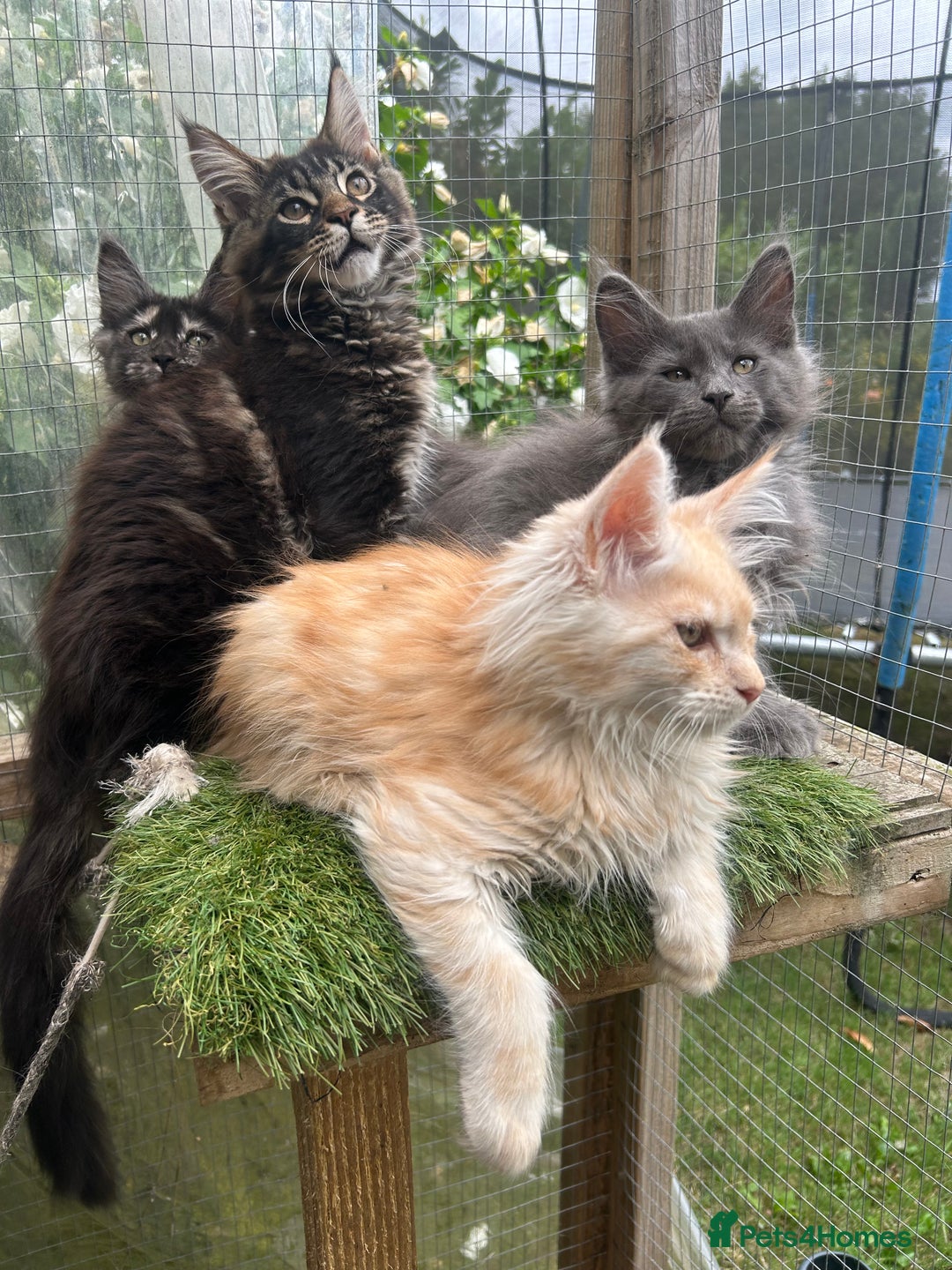 Maine Coon cats for sale: 🔥 TICA Maine coon kittens 🔥  READY NOW 💕💕 - Image 25