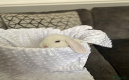 Mini Lop rabbits for sale: Mini lop kits  - Image 2