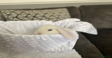 Mini Lop rabbits - Advert 11