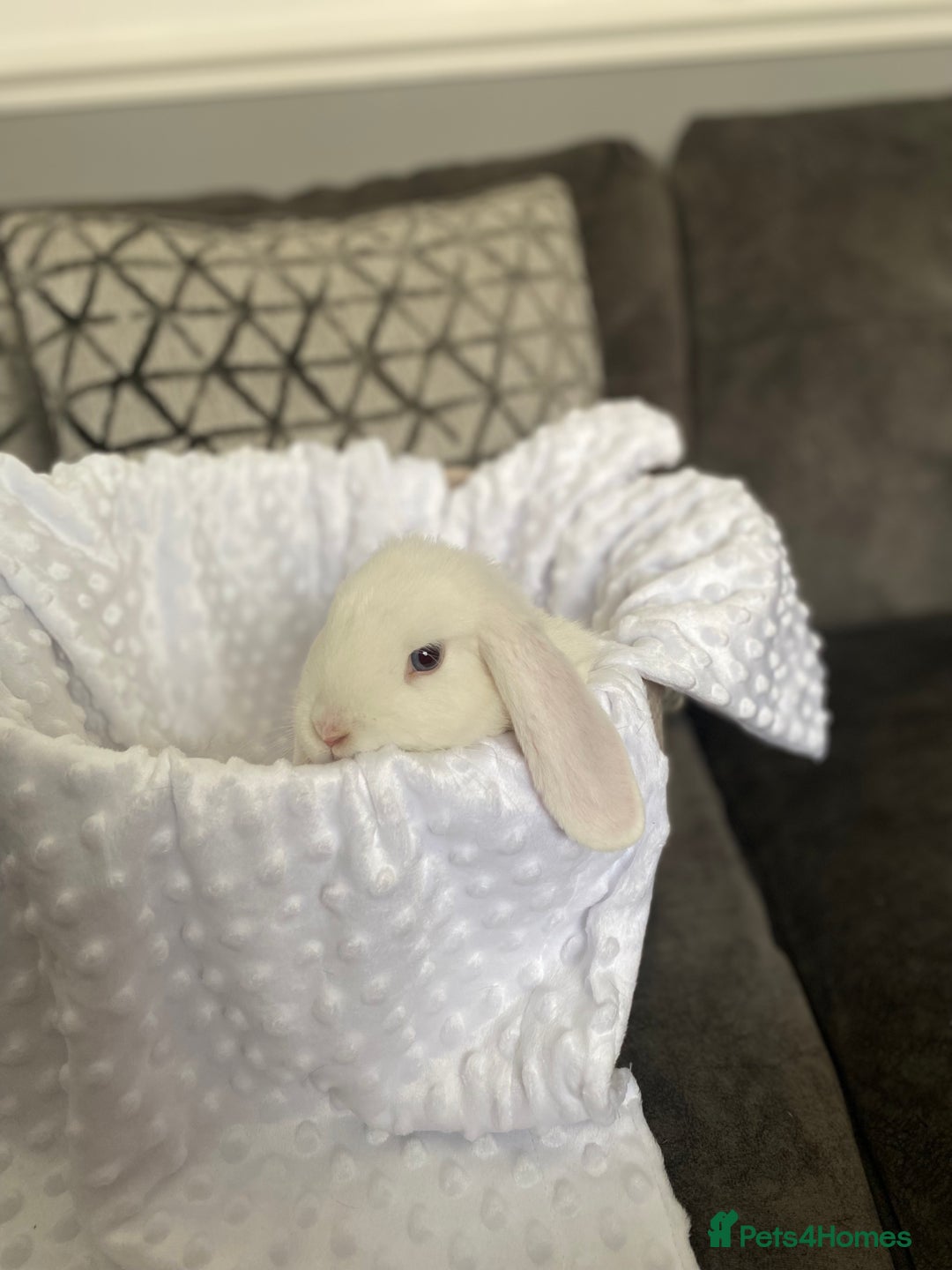 Mini Lop rabbits for sale: Mini lop kits  - Image 2