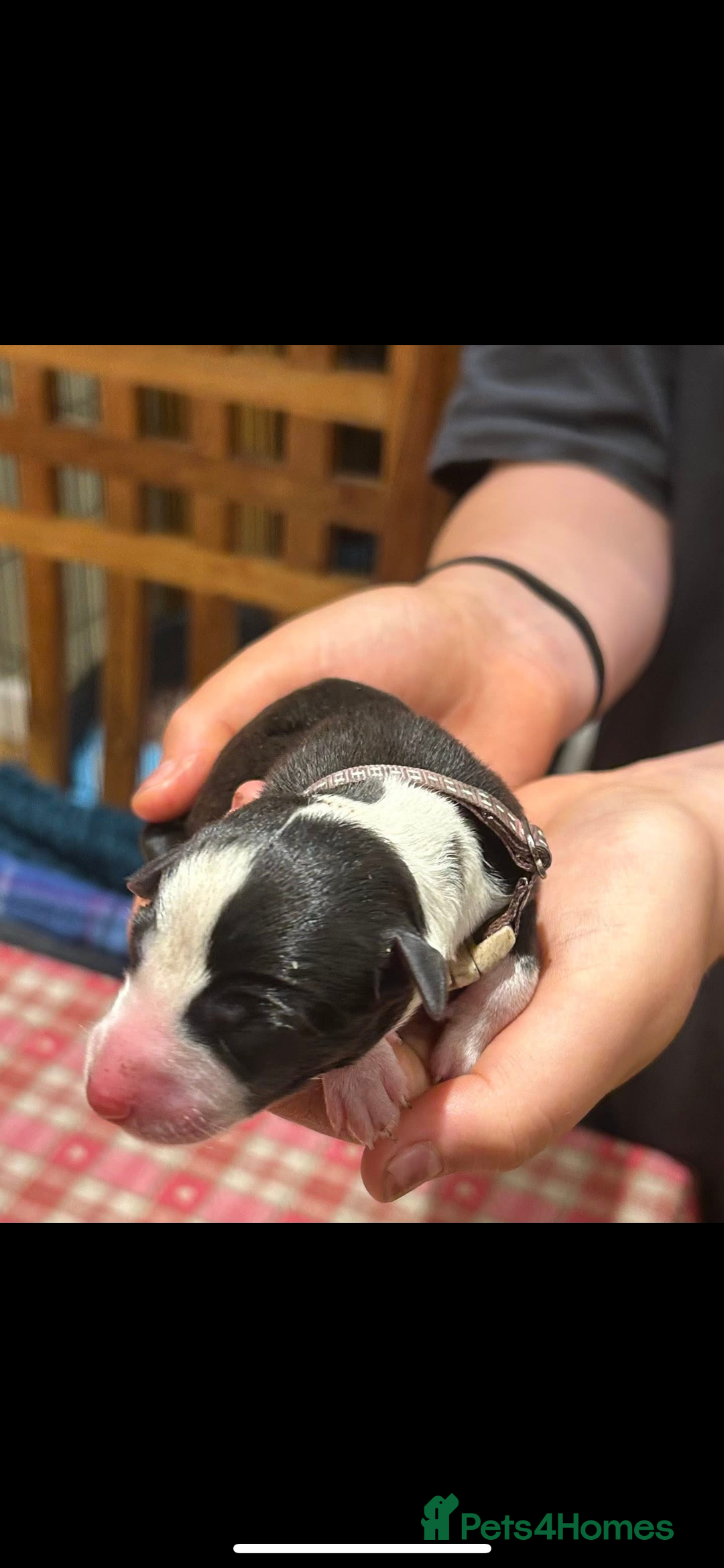 Whippet dogs for sale: Beautiful Whippet Pups - Image 7