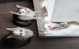 Persian cats for sale: Persian mix cross  - Image 8