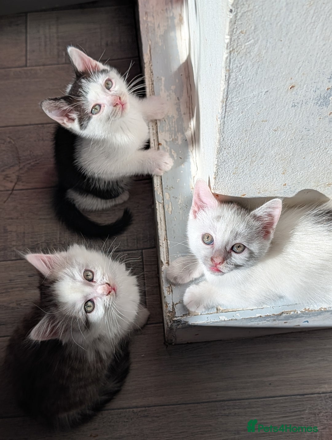 Persian cats for sale: Persian mix cross  - Image 8