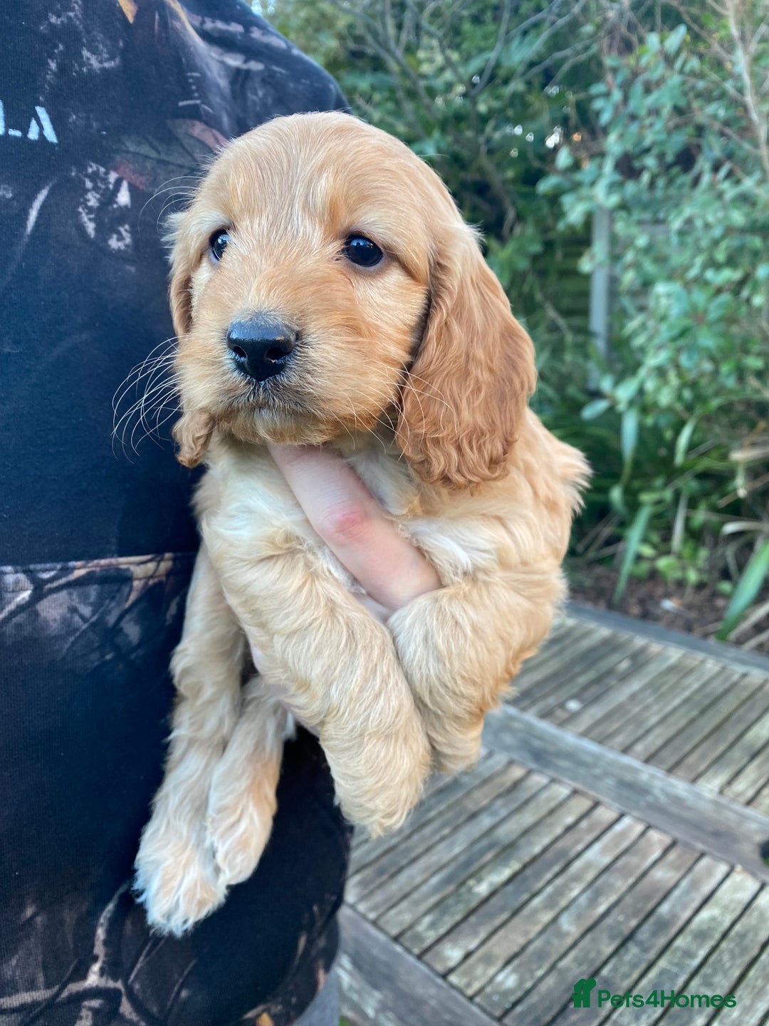 Cockapoo dogs for sale: F1 RED COCKAPOO GIRL. READY 15TH JAN. - Advert 3