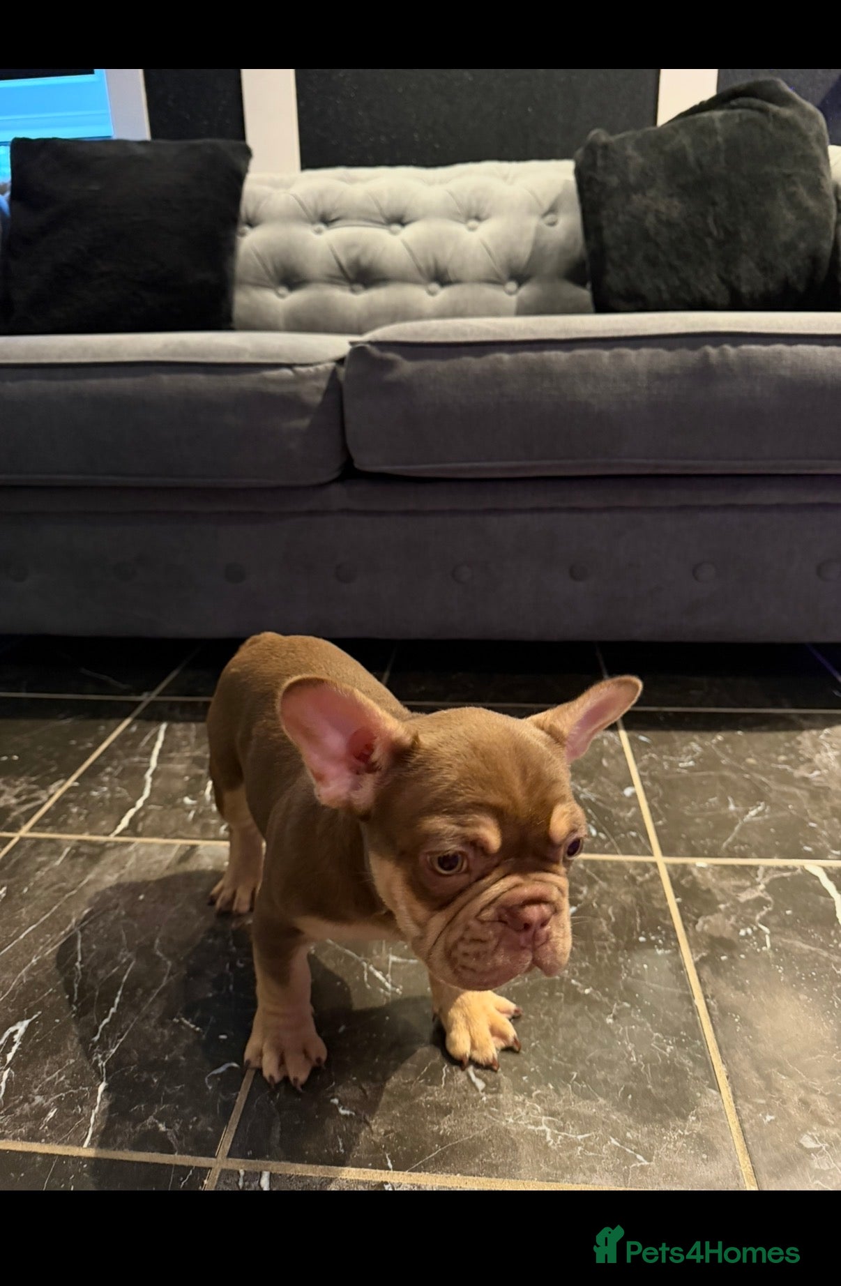 French Bulldog dogs French bulldog puppy  - Advert 2