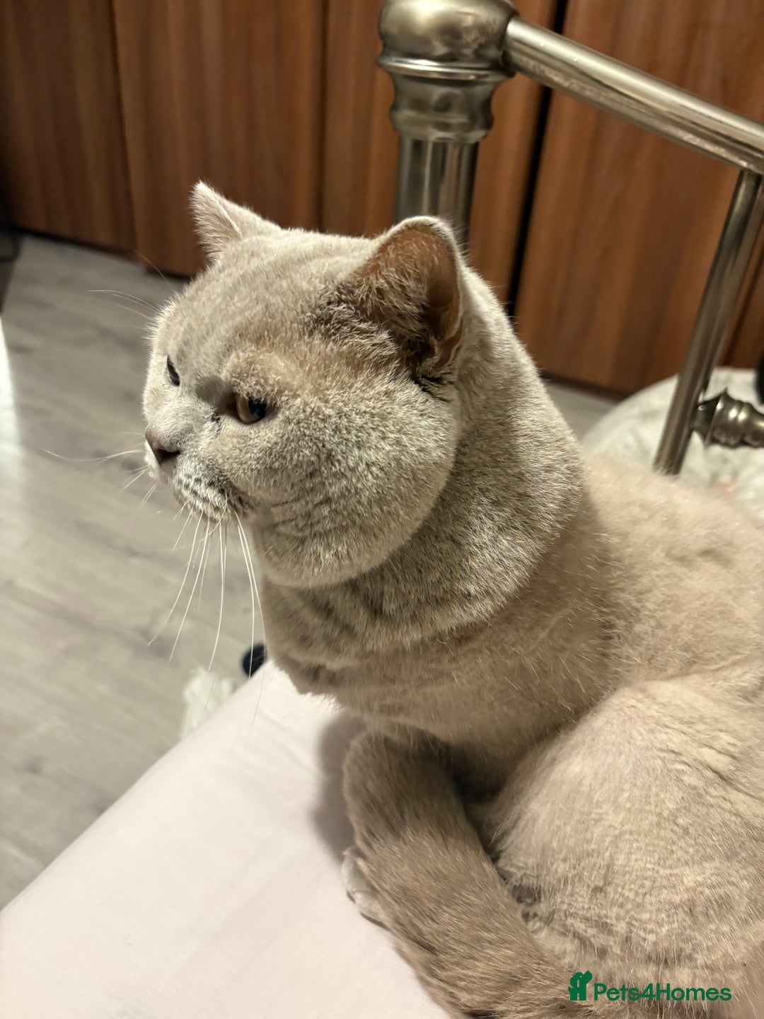 British Shorthair cats for sale: Male British shorthair  - Advert 2