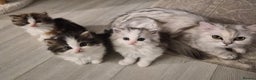 Persian cats for sale: Beautiful Persian siblings - Advert 2