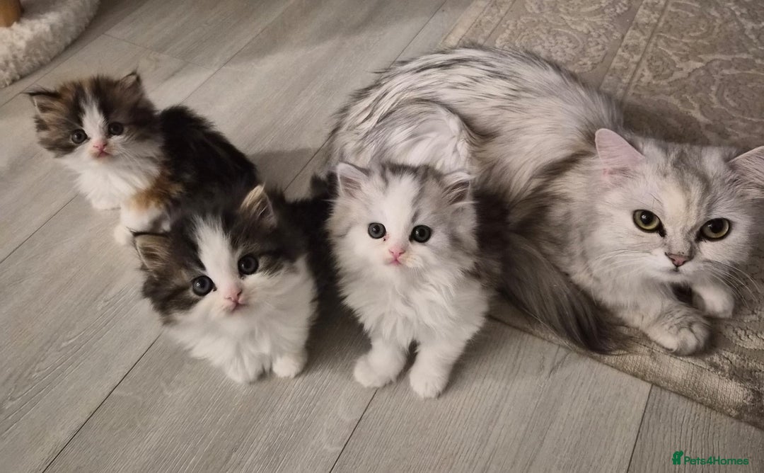 Persian cats for sale: Beautiful Persian siblings - Advert 2