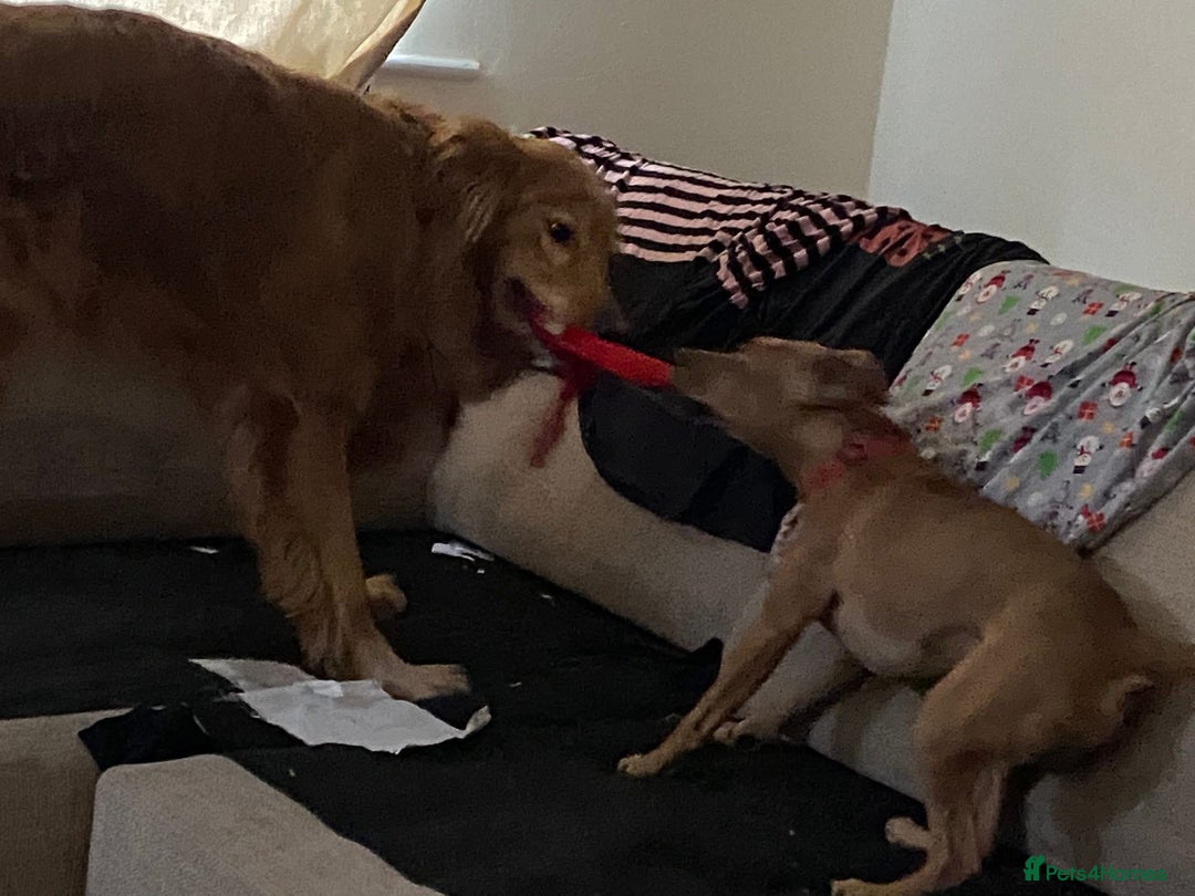 Mixed Breed dogs for sale: Alfie - Advert 10