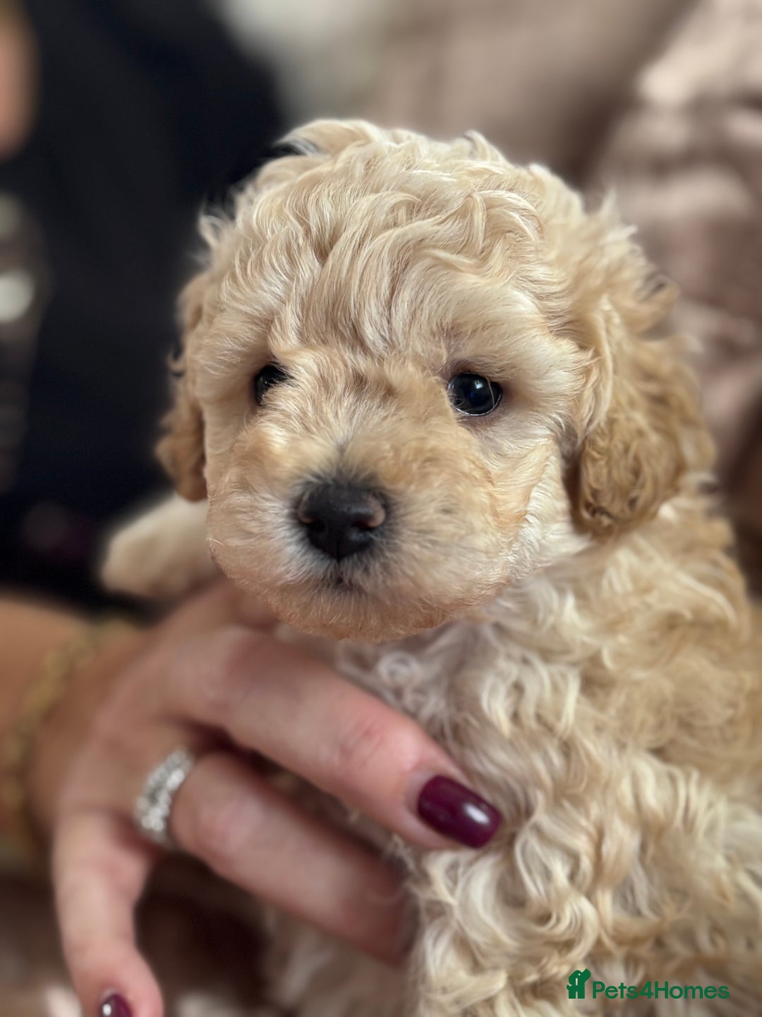 Poochon dogs for sale: Puppies for sale  - Advert 10