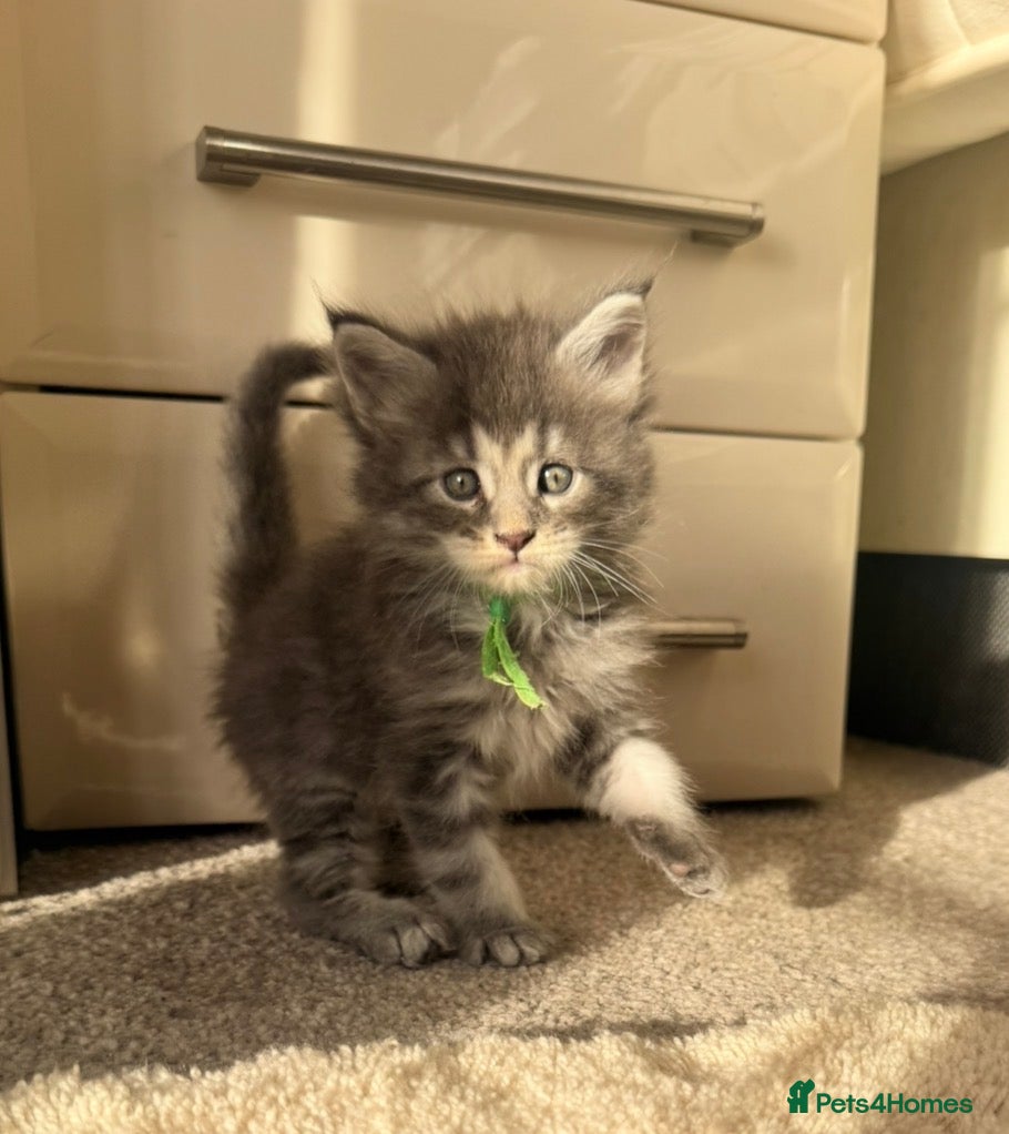 Maine Coon cats Pedigree maine coon kitten Romeo - Advert 8