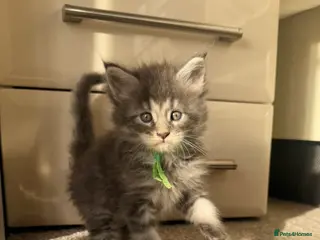 Maine Coon cats Pedigree maine coon kitten Romeo - Advert 2