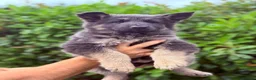 German Shepherd dogs for sale: KC Isabella & Blue German Shepherd Girls ⭐ in Birmingham - Advert 9