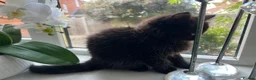 Mixed Breed cats for sale: 🐾 Lovely Kittens Looking for a Loving Home 🐾 - Advert 12