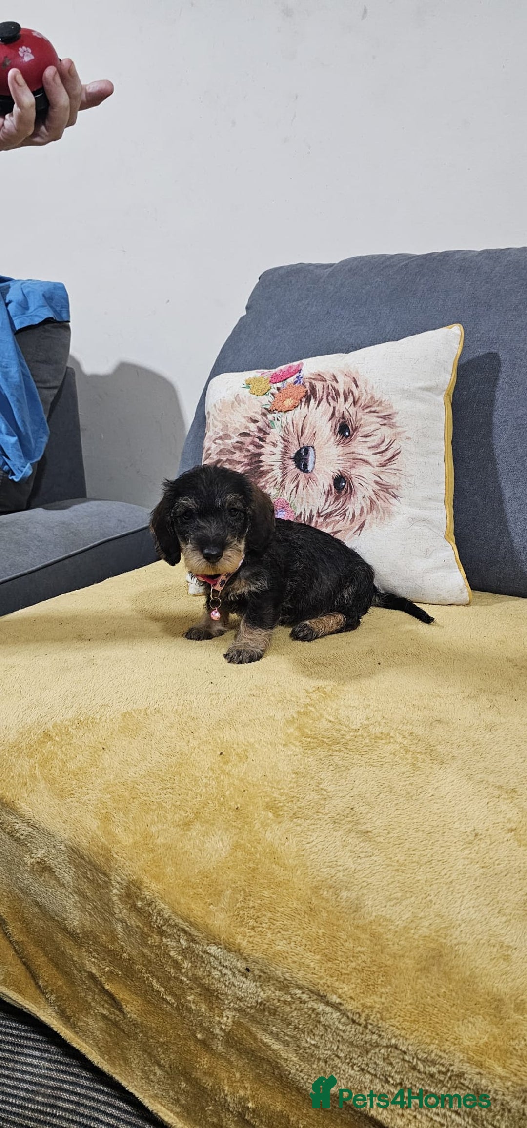 Dachshund dogs for sale: 2 male puppies ready for their forever homes. - Advert 4