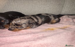 Dachshund dogs for sale: Female Merle and Female Black & Tan Dachshund  - Image 16