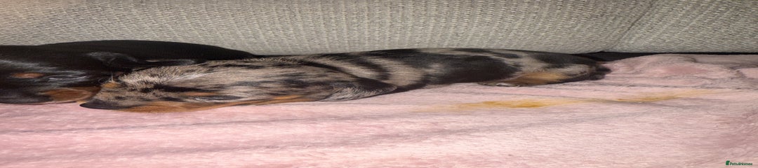 Dachshund Puppy 2