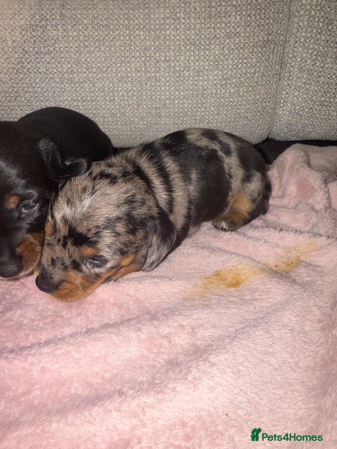 Dachshund dogs for sale: Female Merle and Female Black & Tan Dachshund  - Image 16