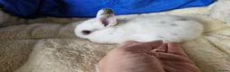 Netherland Dwarf rabbits for sale: Netherland Dwarf bunnies  - Advert 22