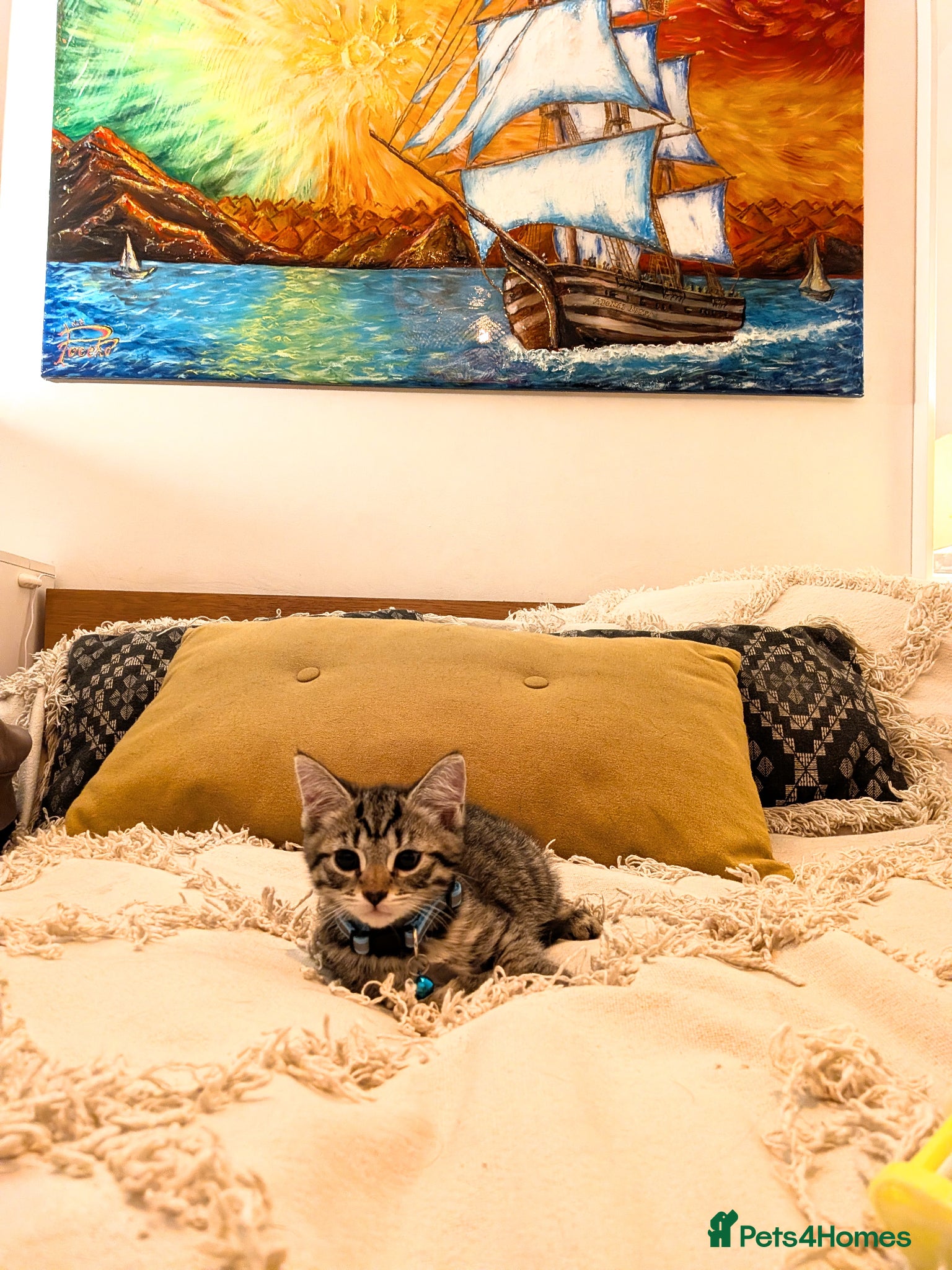 Mixed Breed cats Adorable kittens in London(SE18) 😻♥️😻 - Advert 1