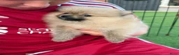 Pomeranian dogs for sale:  **  Pomeranian puppy’s ready to leave  in Liverpool - Advert 8