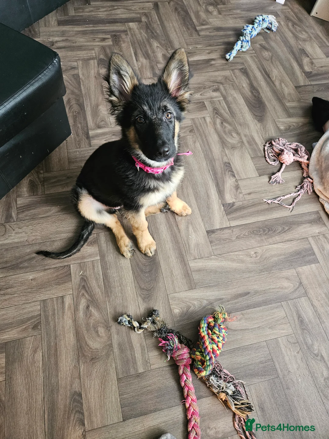 German Shepherd dogs for sale: Female German Shepherd puppy available  - Advert 9