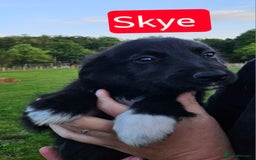 Mixed Breed dogs for sale: Girl TRI- due to unforseen circumstances - Image 21