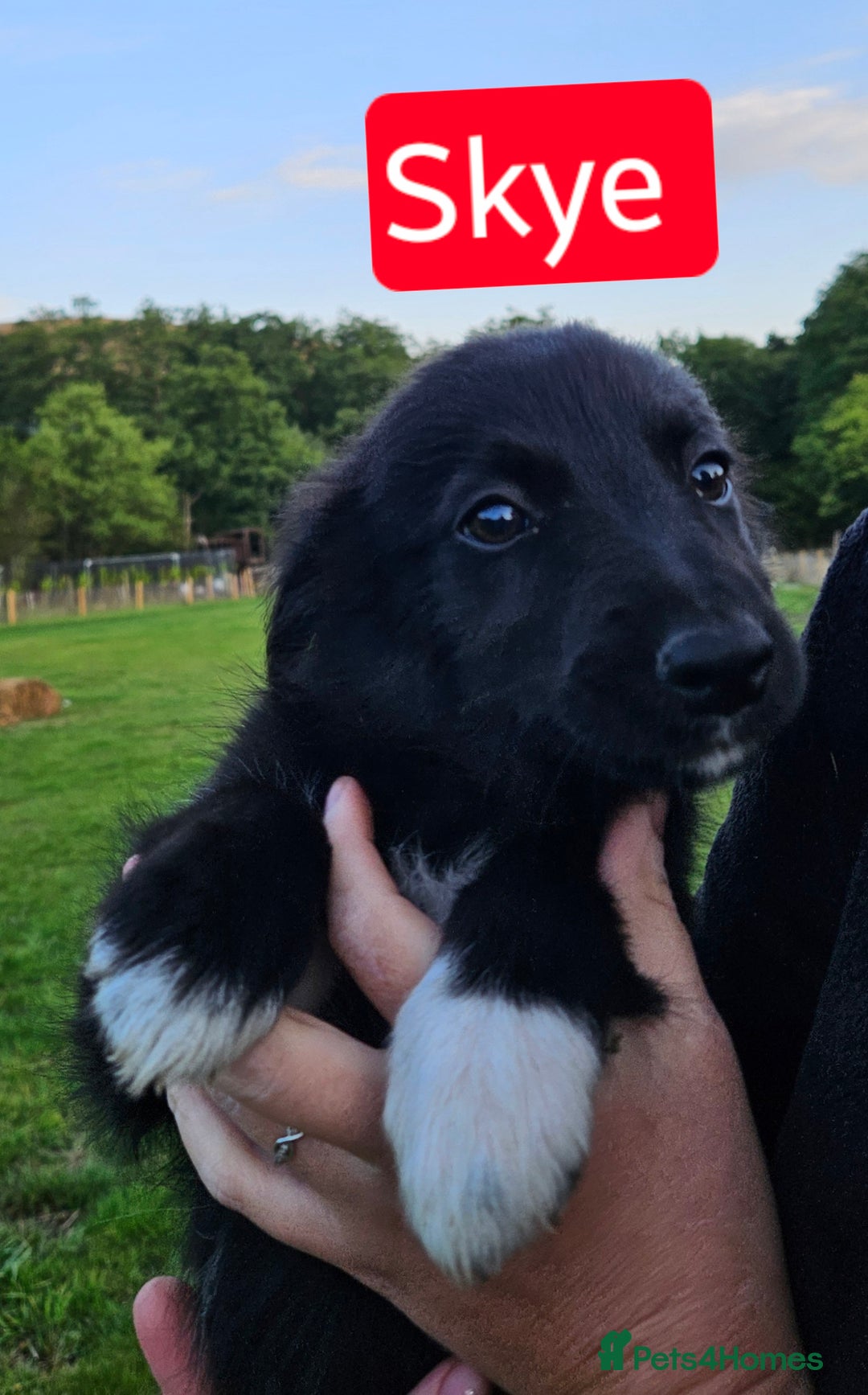 Mixed Breed dogs for sale: Girl TRI- due to unforseen circumstances - Image 21