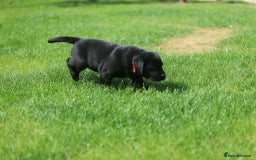 Labrador Retriever dogs for sale: Stunning litter of 6 Labrador Puppies  - Image 17