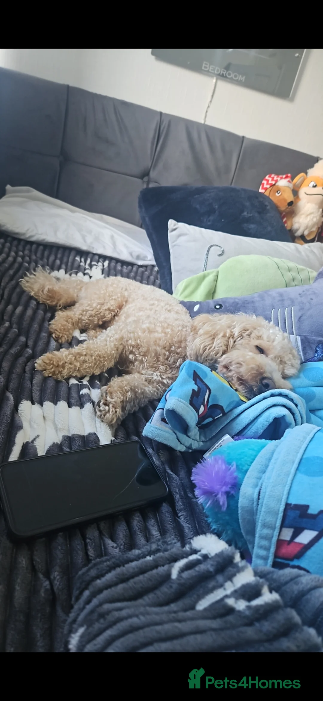 Cavapoo dogs for stud: Stud male cavapoo in Kilmarnock - Advert 5