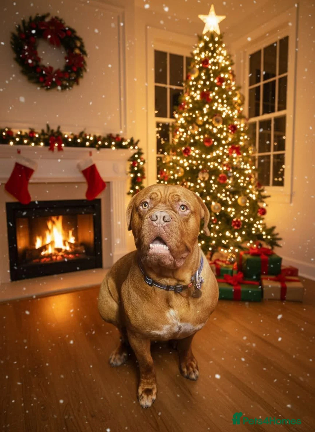 Dogue De Bordeaux dogs for sale: Dogue de Bordeaux  - Advert 2