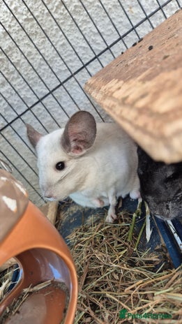 Chinchilla rodents - Advert 19