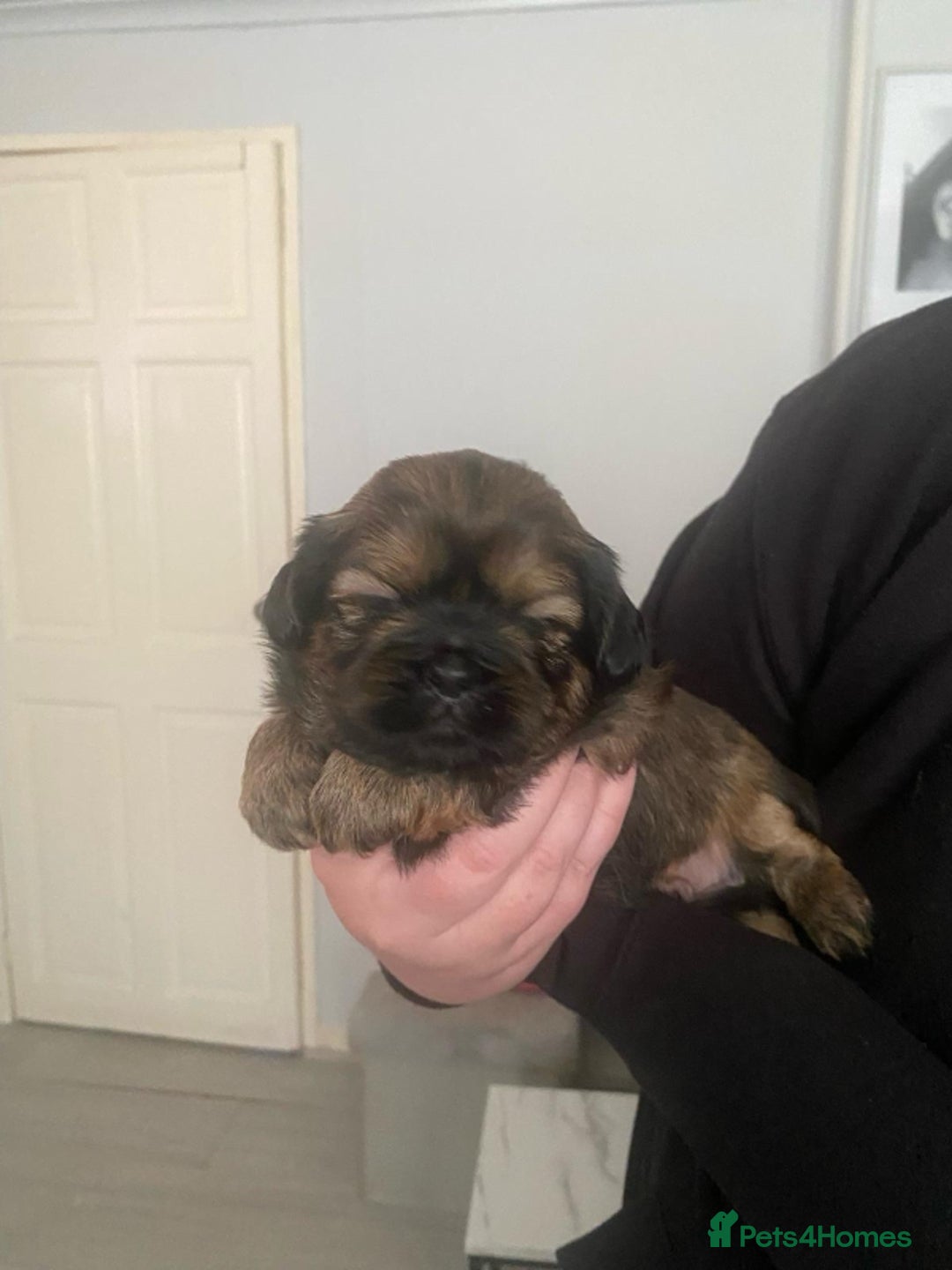 Shih Tzu dogs for sale: Stunning shih tzu puppies - Image 5