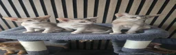 Abyssinian cats for sale: Pure Pedegree Aby kitten - Advert 17