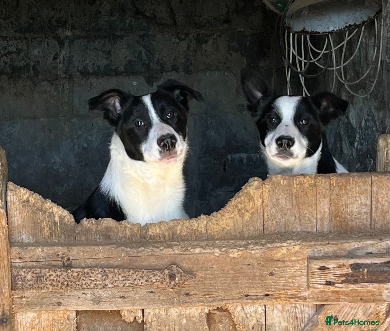 Border Collie dogs 3 Collie Pups *ready to go* - Advert 13