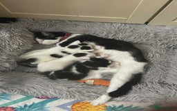 British Shorthair cats for sale: One boy two girls mixed breed kittens - Image 4