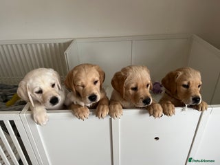 Labrador Retriever dogs - Advert 1