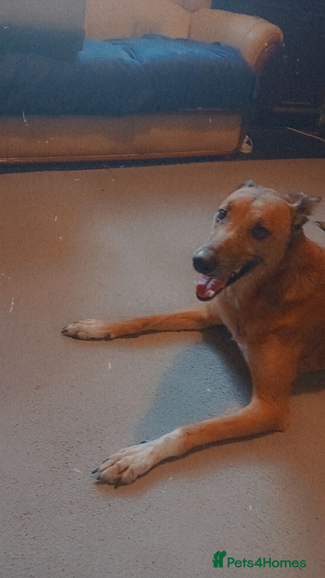 Mixed Breed dogs for sale: Lurcher cross  **  - Advert 1