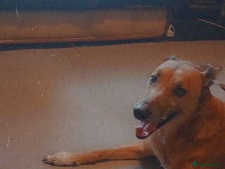 Mixed Breed dogs Lurcher cross ** - Advert 4